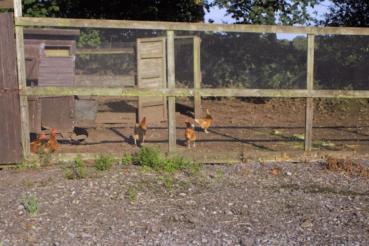 Plas Newydd Farm Llanedy Eksteriør bilde